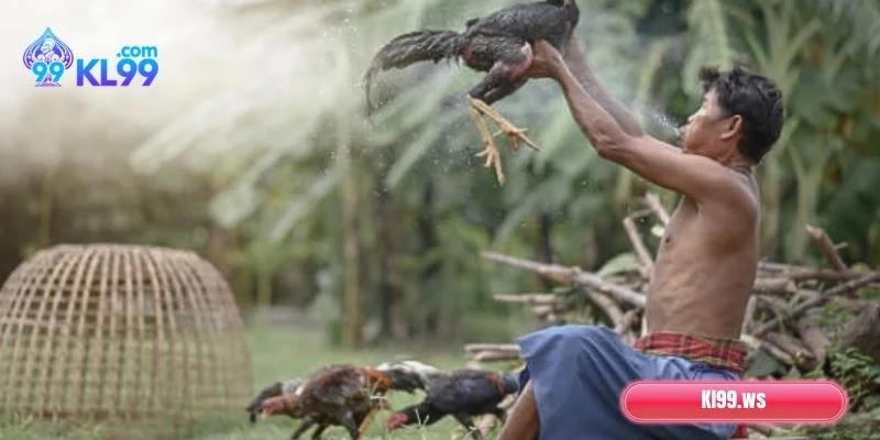 Bí quyết chăm sóc gà chọi chuẩn chỉnh