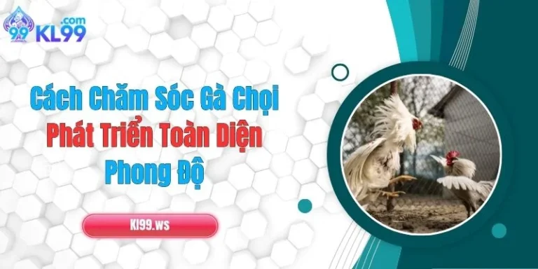 Cách Chăm Sóc Gà Chọi Phát Triển Toàn Diện, Phong Độ