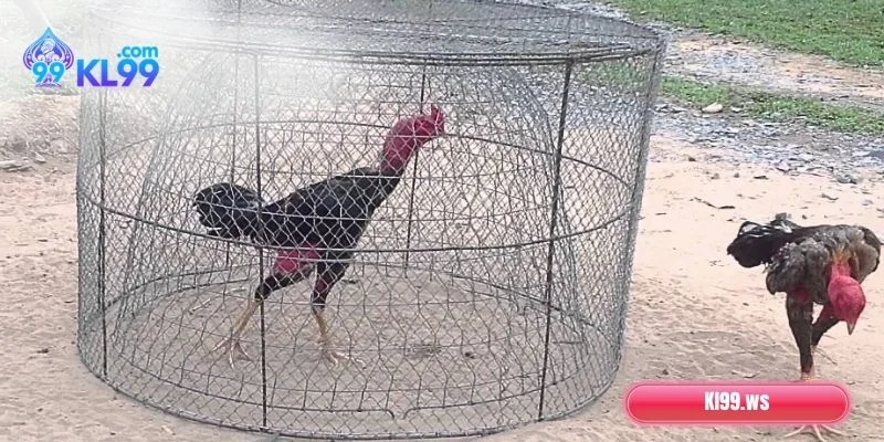 Cách chạy lồng chính xác, phát triển tốt nhất