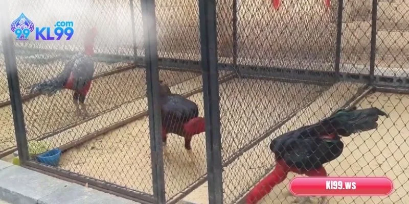 Chạy lồng là gì