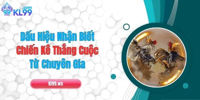 Dấu Hiệu Nhận Biết Chiến Kê Thắng Cuộc Từ Chuyên Gia