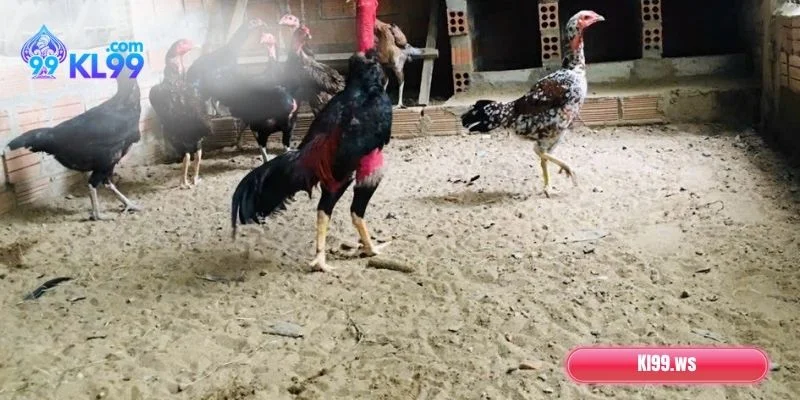 Vì sao cần biết cách chăm sóc gà chọi